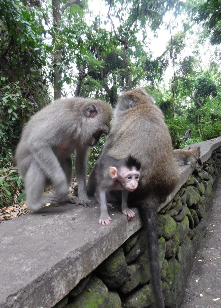 Ubud Monkey Forest - Ultimate 3 Week Itinerary for Singapore, Malaysia and Bali [+ Trip Costs]!