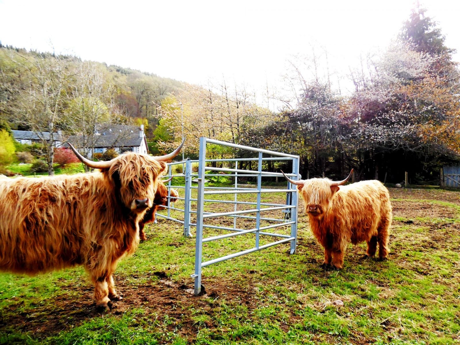 Highland Cattle at Invermoriston - A great stop on a 7 day motorhome itinerary for Scotland