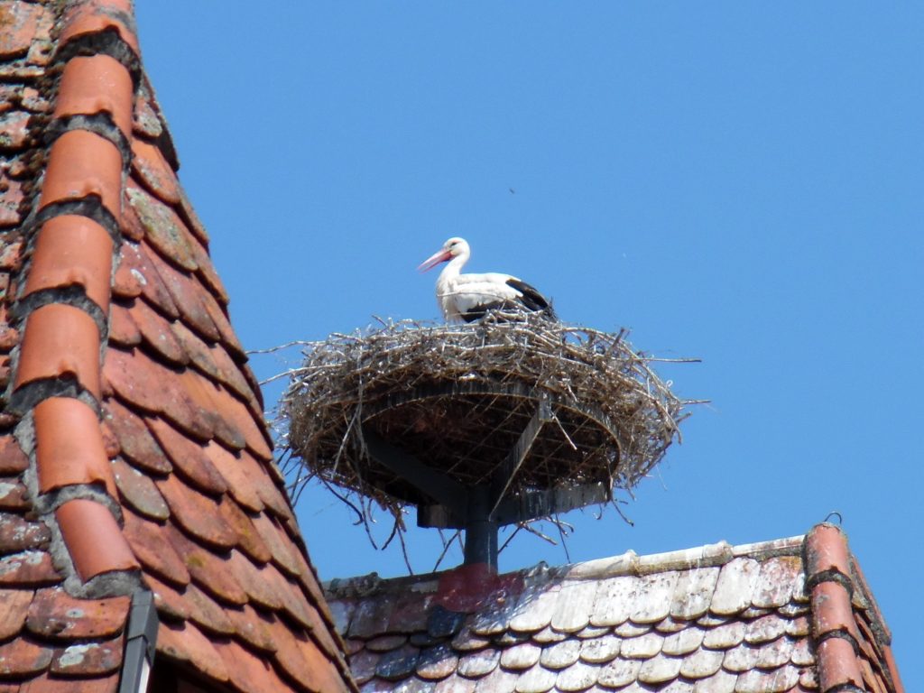 Stork nesting in Rothenburg ob der Tauber - 10+ Things To Do In Rothenburg ob der Tauber: Germany’s Fairytale Town!